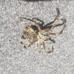 Araneus saevus