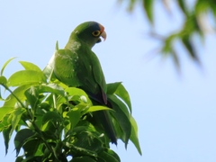 Eupsittula canicularis