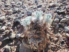 Arctomecon californica