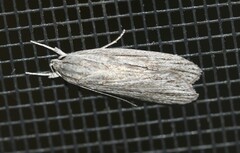 Phloeograptis