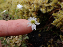 Cerastium arvense