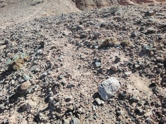 Arctomecon californica