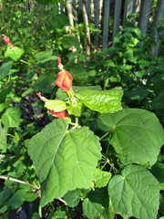 Malvaviscus arboreus drummondii