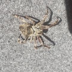 Araneus saevus