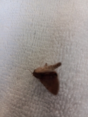 Litoprosopus futilis