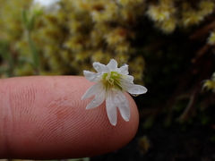 Cerastium arvense