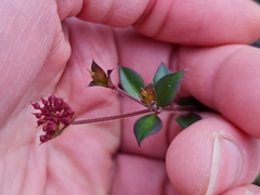 Platysace lanceolata