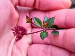 Platysace lanceolata