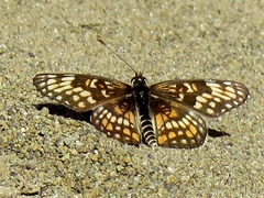 Chlosyne definita