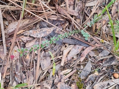 Platysace lanceolata