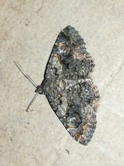 Toxonprucha repentis