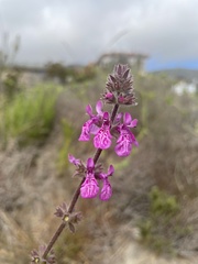 Stachys grandidentata