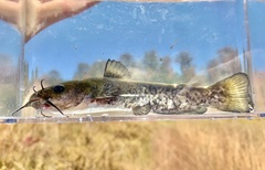 Ameiurus brunneus