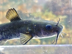 Ameiurus brunneus
