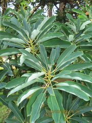 Daphniphyllum macropodum