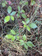 Rubus