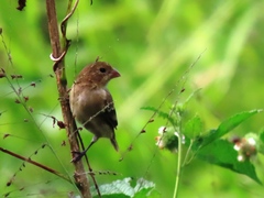Sporophila minuta