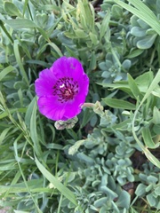 Cistanthe grandiflora