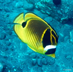 Chaetodon lunula