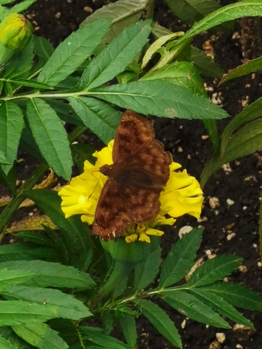 Purplish-black Skipper
