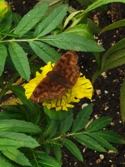 Nisoniades rubescens