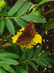 Nisoniades rubescens
