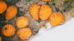 Scutellinia setosa