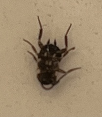 Periplaneta fuliginosa