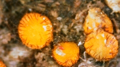 Scutellinia setosa