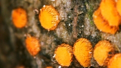 Scutellinia setosa