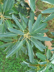 Daphniphyllum macropodum