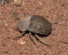 Anomalipus parallelus parallelus