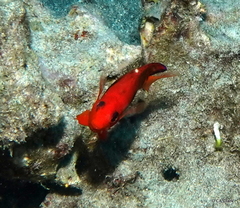 Centropyge loriculus