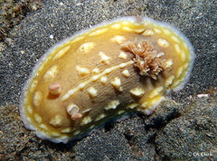 Asteronotus cespitosus