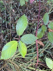 Rubus