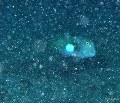 Iniistius aneitensis