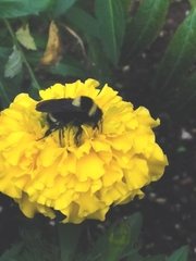 Bombus medius