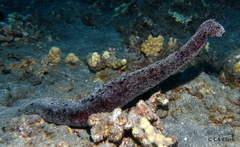 Holothuria