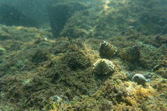 Megastraea undosa