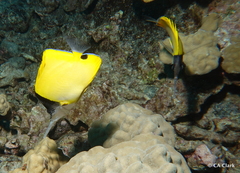 Forcipiger longirostris