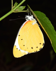 Belenois thysa thysa