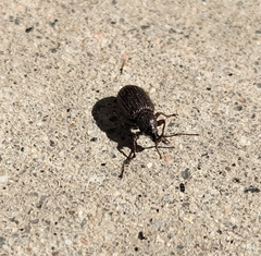 Otiorhynchus cribricollis