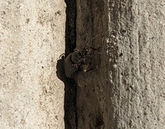 Otiorhynchus cribricollis