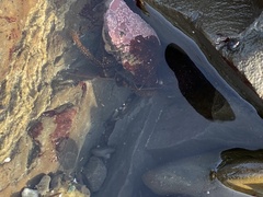 Pagurus granosimanus