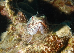 Synodontidae