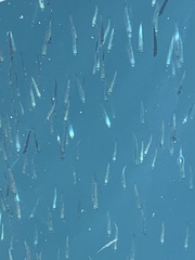 Actinopterygii