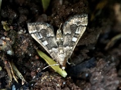 Nacoleia