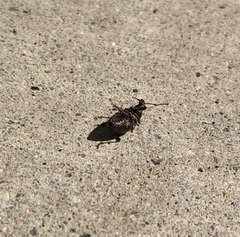 Otiorhynchus cribricollis