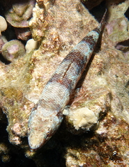 Synodontidae