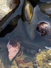 Pagurus granosimanus